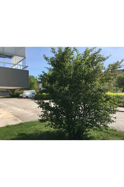 Ціна Ірги вільхолистої Слейт